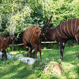Mountain bongos (Tragelaphus eurycerus isaaci), 2023-07-19