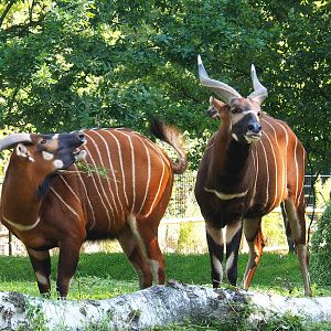 Mountain bongos (Tragelaphus eurycerus isaaci), 2023-07-19