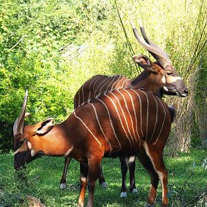 Mountain bongos (Tragelaphus eurycerus isaaci), 2023-07-19