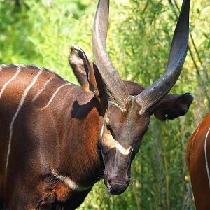 Mountain bongo (Tragelaphus eurycerus isaaci), 2023-07-19