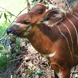 Juvenile Mountain bongo (Tragelaphus eurycerus isaaci), 2023-07-19