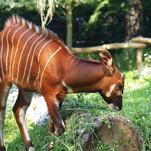 Juvenile Mountain bongo (Tragelaphus eurycerus isaaci), 2023-07-19