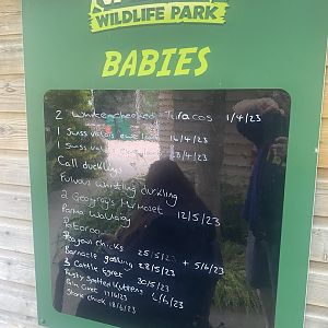 Board showing recent births 300623