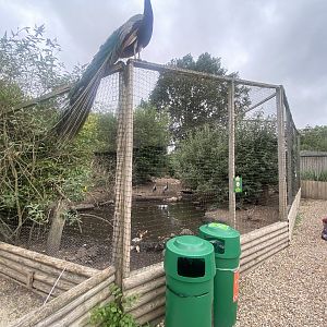 Large central aviary 300623