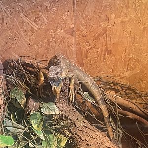 Common green iguana 300623