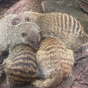 Banded mongooses 300623