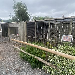 Yellow mongoose enclosure 300623