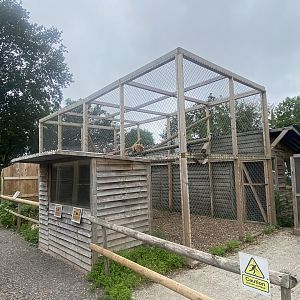 Red ruffed lemur enclosure 300623