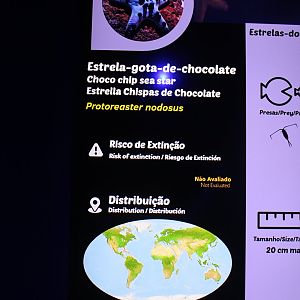 Chocolate Sea Star Signage