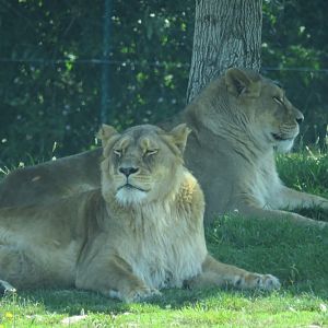 Tawny lions
