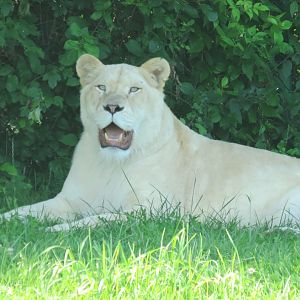 White lion
