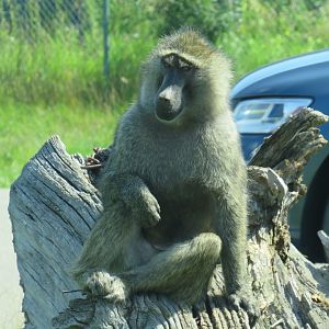 Olive baboon