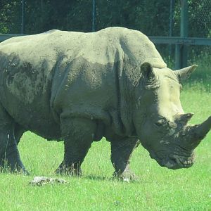 White rhinoceros