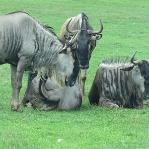 Blue wildebeest