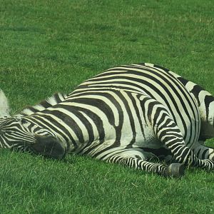 Plains zebra resting