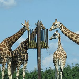 Giraffes