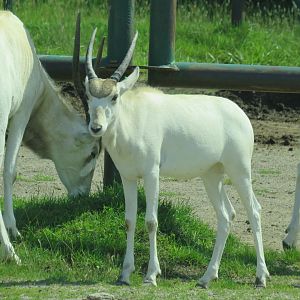 Addax
