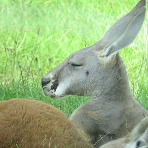 Red kangaroo