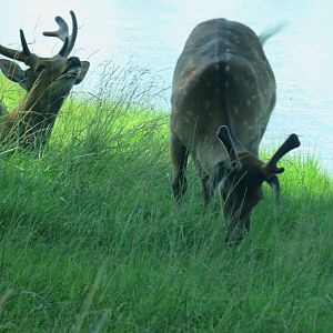 Sika deer