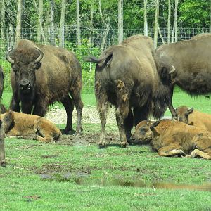 American bison