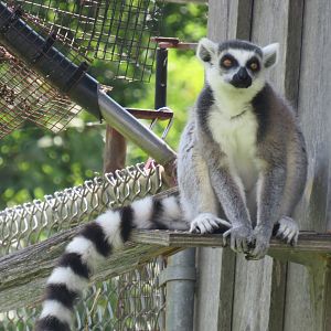 Ring-tailed lemur