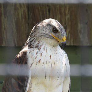 Ferruginous hawk