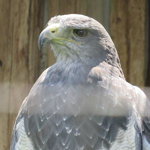 Black-chested buzzard-eagle