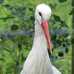 White stork