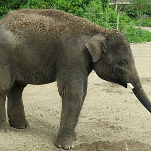 Asian elephant