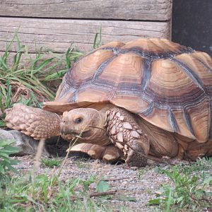 African spurred tortoise