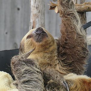 Two-toed sloth