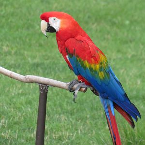 Scarlet macaw