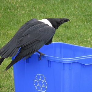 Pied crow