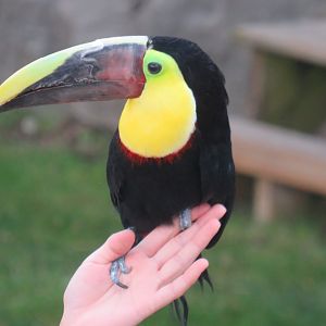 Chestnut-mandibled toucan