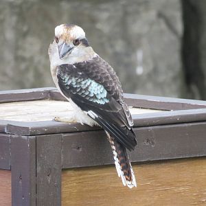 Laughing kookaburra