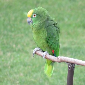 Yellow-crowned amazon