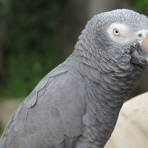Timneh grey parrot