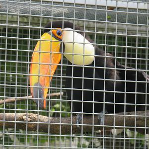 Toco toucan