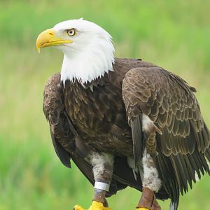Bald eagle