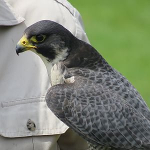 Peregrine falcon
