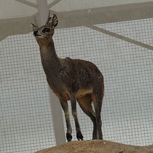 Ethiopian klipspringer (Oreotragus oreotragus saltatrixoides), 2012-09-02