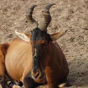 Cape hartebeest (Alcelaphus caama), 2012-09-15