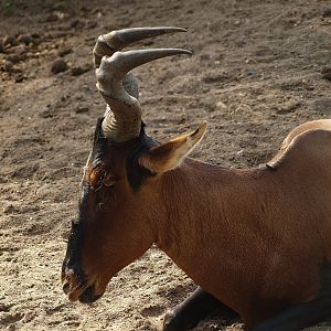 Cape hartebeest (Alcelaphus caama), 2012-09-15