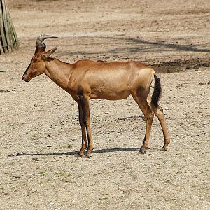 Cape hartebeest (Alcelaphus caama), 2012-09-15