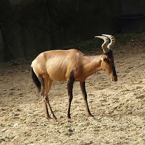 Cape hartebeest (Alcelaphus caama), 2011-08-07