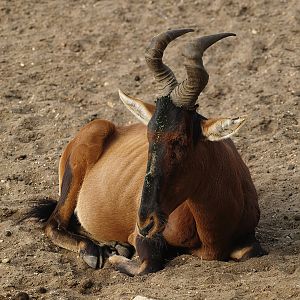 Cape hartebeest (Alcelaphus caama), 2009-08-01