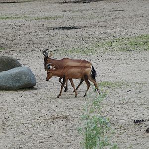 Cape hartebeest (Alcelaphus caama), 2011-08-07