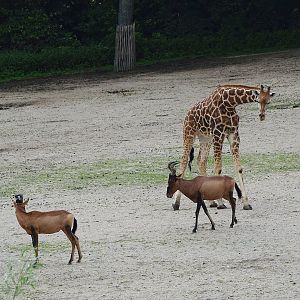 Cape hartebeest (Alcelaphus caama) and Juvenile Rothschild's giraffe (Giraffa camelopardalis rothschildi), 2011-08-07