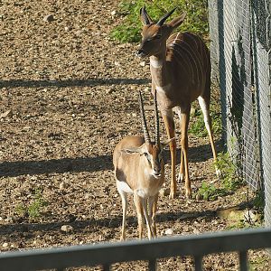 Southern lesser kudu (Tragelaphus imberbis australis) and Thomson's gazelle (Eudorcas thomsonii), 2013-09-29