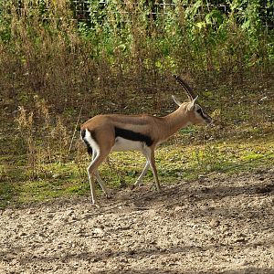 Thomson's gazelle (Eudorcas thomsonii), 2012-09-15